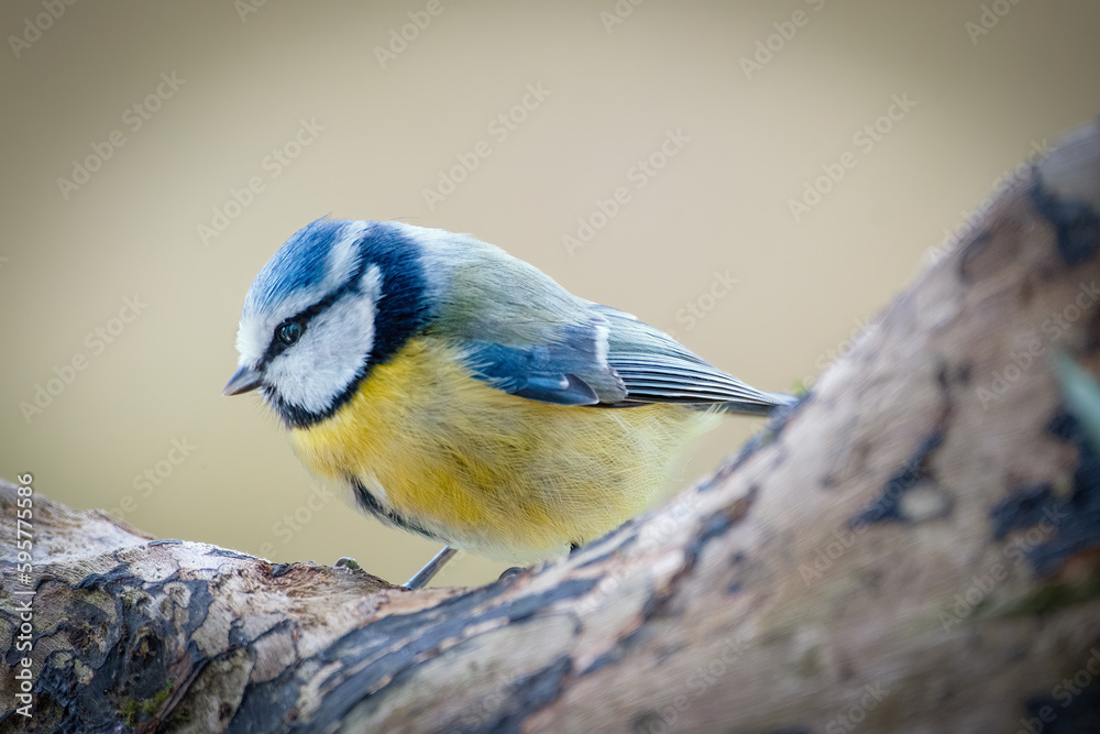 Obraz premium Mésange bleue