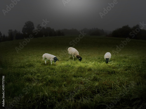 three sheep with black heads feeding on a meadow, in a foggy day