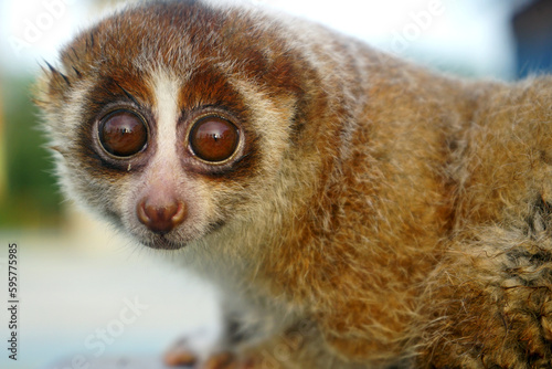 Foto portrait of cute slow loris on the park