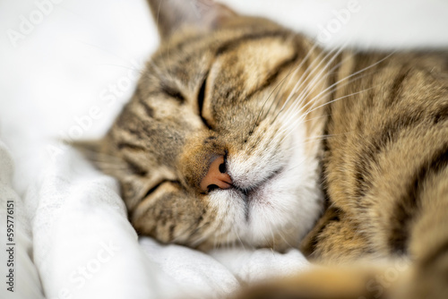 adorable cute tabby cat sleeping on bed blanket home interior.pretty domestic pet close up muzzle mustache free space for text advertising banner.tired sleepy animal with paws outstretched relax rest