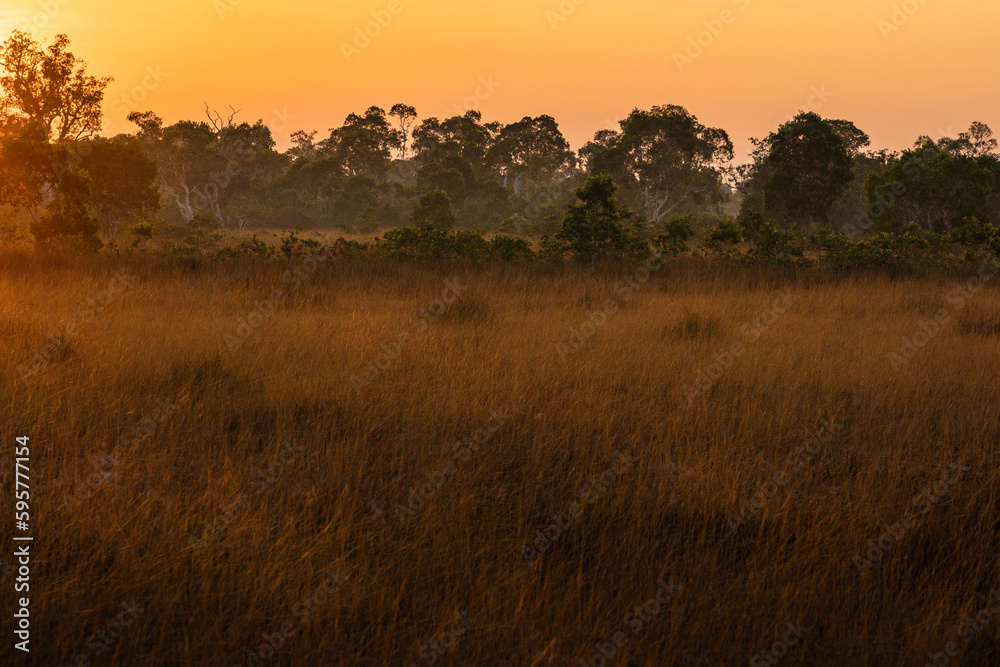 Little savanna, Ko Phra Thong, Khura Buri District, Phang Nga Province, southern Thailand Little savanna, Ko Phra Thong, Khura Buri District, Phang Nga Province, southern Thailand