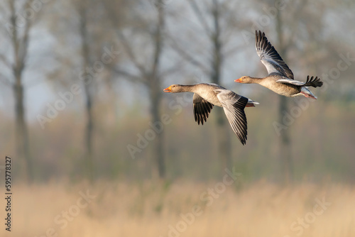 Two Greylag Goose (Anser anser) in flight. Gelderland in the Netherlands. 