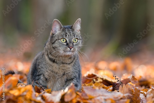 A beautiful tabby cat sitting in autumn leaves. 