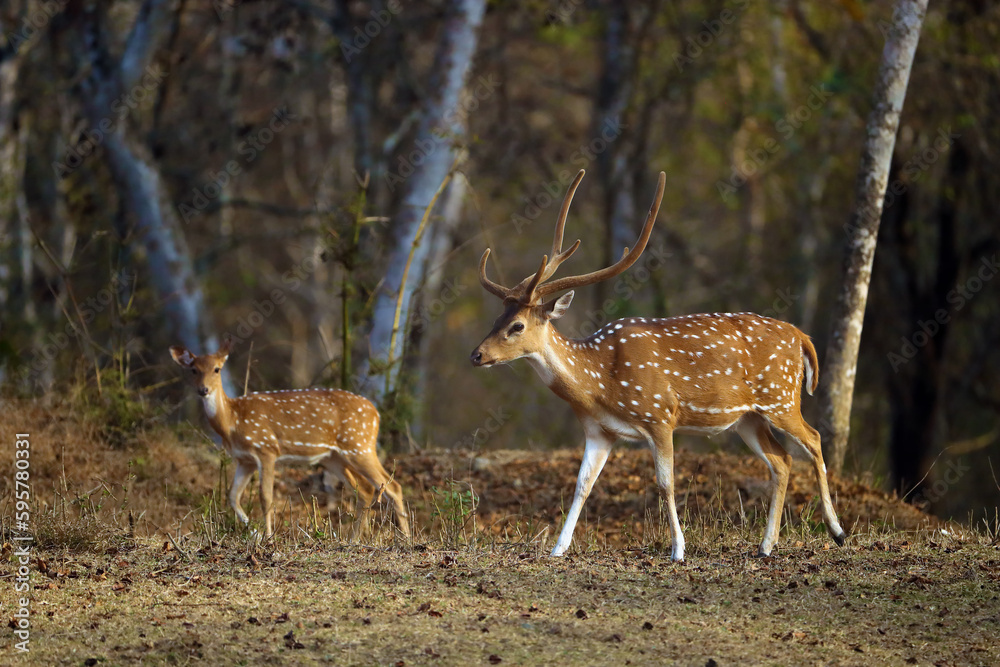 The chital or cheetal (Axis axis), also known as the spotted deer, chital or axis deer. Adult male and female in dry forest. The chital or cheetal (Axis axis), also known as the spotted deer, chital or axis deer. Adult male and female in dry forest.