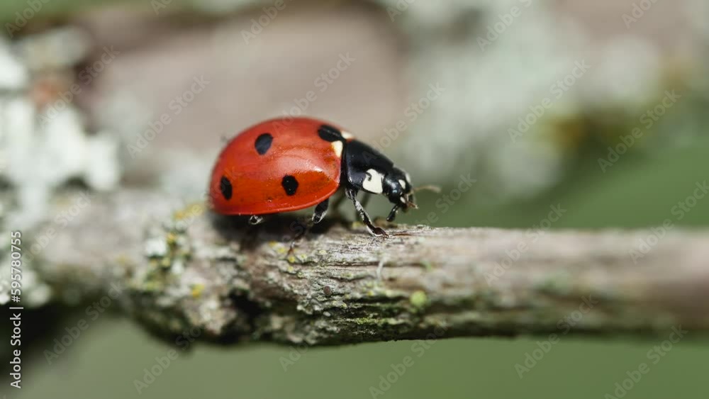 red ladybug moves on branch, side view red ladybug moves on branch, side view
