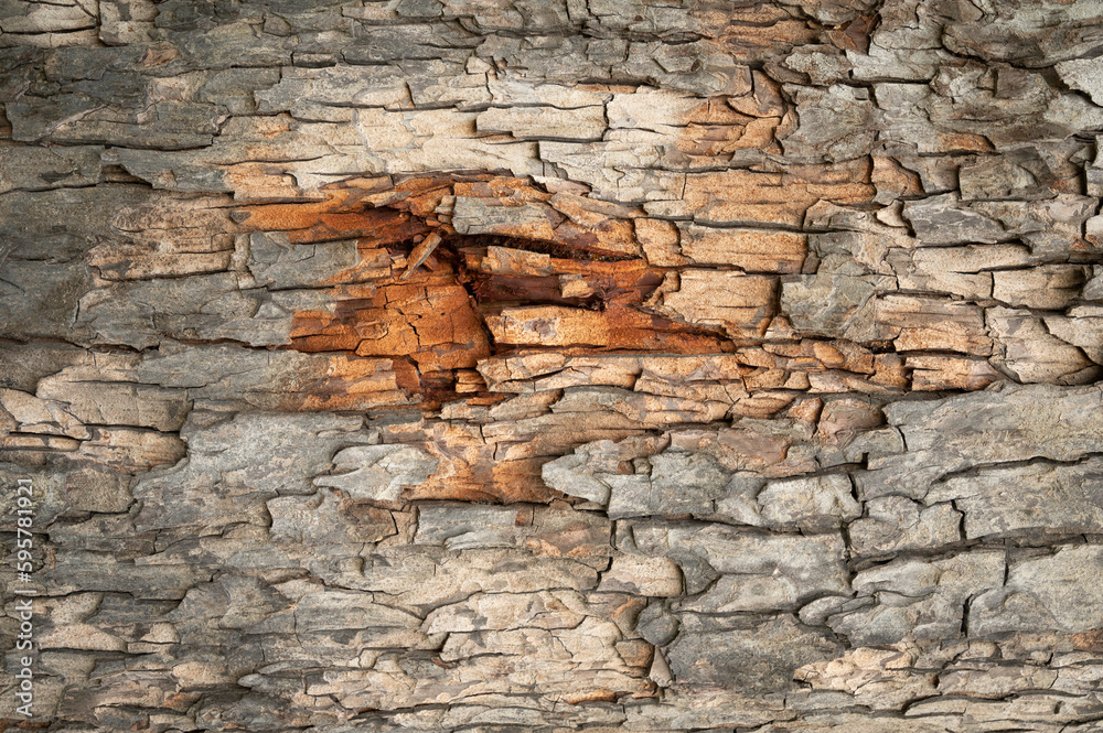 Tree rings old weathered wood pattern. brown bark wood texture. Embossed texture of the bark of oak. Horizontal photo of a tree bark texture. Relief creative texture of an old oak bark. home wall Tree rings old weathered wood pattern. brown bark wood texture. Embossed texture of the bark of oak. Horizontal photo of a tree bark texture. Relief creative texture of an old oak bark. home wall
