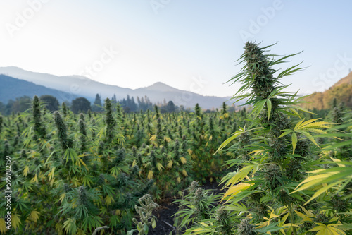 Closeup of a cannabis plant in an outdoor marijuana farm just before harvest