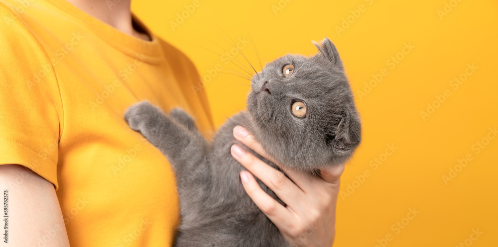 Woman hands holding a small blue-black kitten of the Scottish fold breed on orange background. Woman hands holding a small blue-black kitten of the Scottish fold breed on orange background.