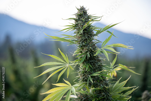 Closeup of a single cannabis bud, outdoors, at harvest time, with mountains in the background