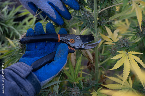 Closeup of cutting a cannabis plant with pruning shears during harvest