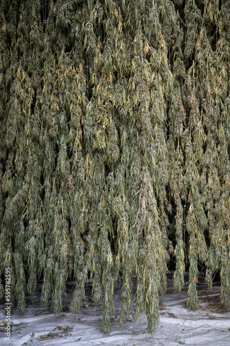 Drying cannabis buds, weed, flower, after harvest, hanging upside-down on drying racks
