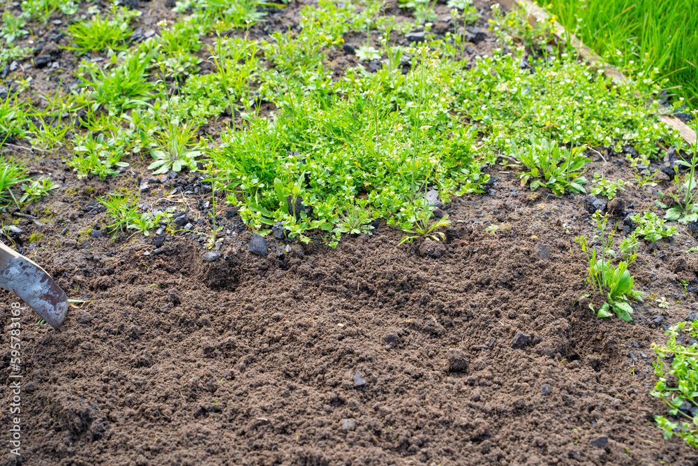 The soil in the garden bed before and after cleaning from weeds. Plowing the garden in the spring and preparing for planting. Garden work The soil in the garden bed before and after cleaning from weeds. Plowing the garden in the spring and preparing for planting. Garden work