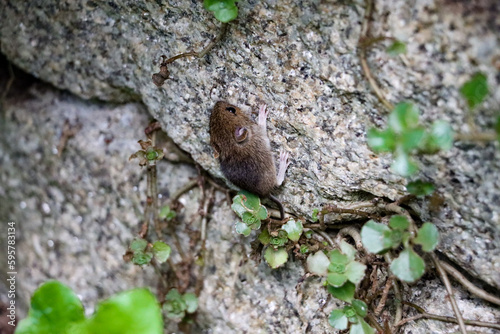 Mouse climbs up the wall