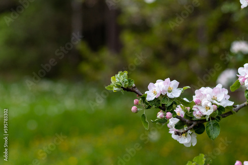 Blooming cherry tree