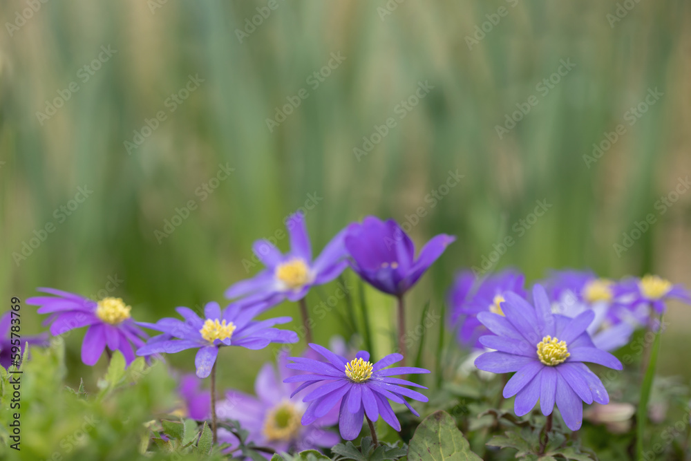 Group of purple Balcan anemones (Anemone blanda). Copyspace Group of purple Balcan anemones (Anemone blanda). Copyspace