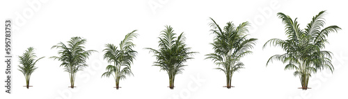 Areca, pinang, Arecaceae, light for daylight, easy to use, 3d render, isolated photo