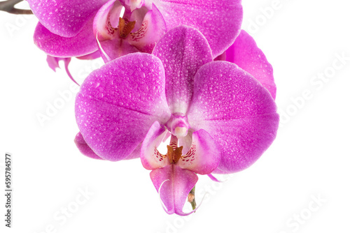 orchid  pink flower with water drops