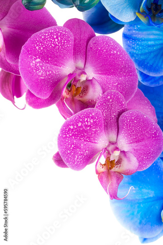 orchid  pink blue flower with water drops
