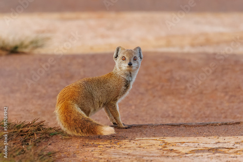 Yellow mongoose on road look at you