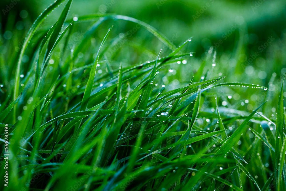 Morning dew on the grass. Shallow depth of field. Green grass with dew drops close up. Natural background with selective focus.