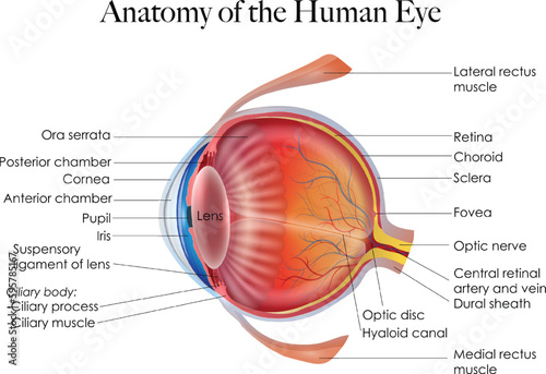 Detailed illustration of the anatomy and structure of the human eye. The picture shows the iris, pupil, lens, retina, optic nerve, and other significant structures of the eye. photo