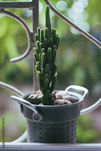 Cactus pequeño sobre ventana
