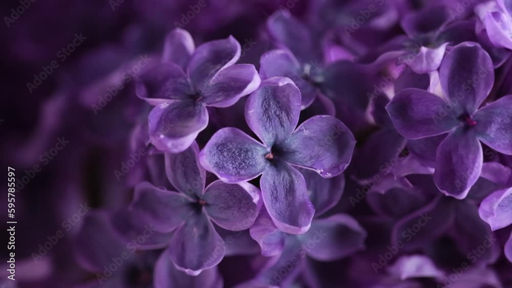 Lilac flowers under rain. Raindrops on lilac petals. Nature background. Water drops falls on spring flowers. Blooming lilac flowers Syringa vulgaris. Close up, selective focus