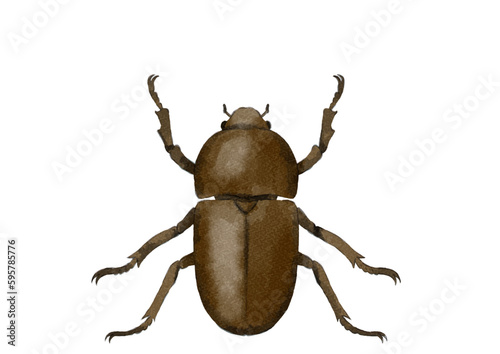 メスのカブトムシの上向きイラスト（水彩風）