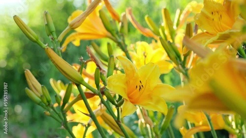 Wallpaper Mural Beautiful yellow lily flowers in the garden. Flower in the garden in a sunny day. Hemerocallis lilioasphodelus is also called Lemon Lily, Yellow Daylily, Hemerocallis flava. Nature background  Torontodigital.ca