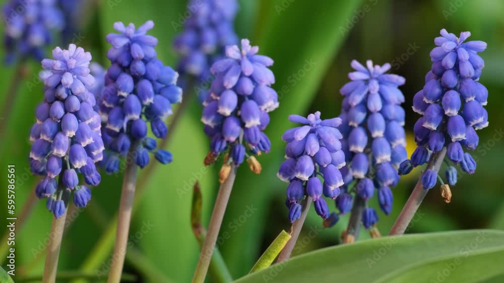 Beautiful Muscari botryoides Flower Blooming in an Outdoor Garden. Purple violet Muscari botryoides Flowers in a Garden Setting with Natural Light Beautiful Muscari botryoides Flower Blooming in an Outdoor Garden. Purple violet Muscari botryoides Flowers in a Garden Setting with Natural Light
