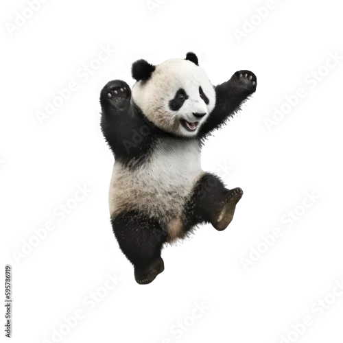 Obraz panda jumping isolated on white background