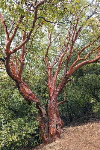 large mahogany (Arbutus andrachne)