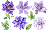 Beautiful flowers set, purple climates on an isolated white background. Watercolor illustrations, floral elements