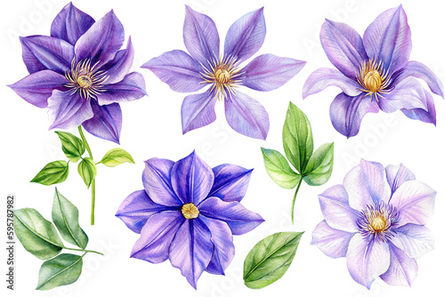 Beautiful flowers set  purple climates on an isolated white background. Watercolor illustrations  floral elements