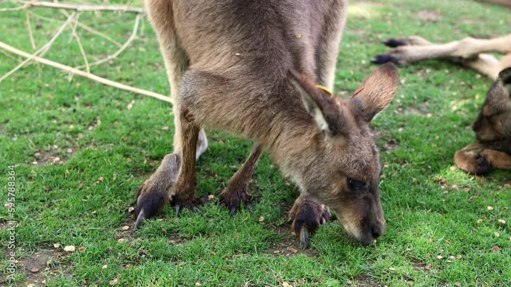 A group of kangaroos eats grass on the lawni n the zoo. Group Of Eastern Grey Kangaroos Feeding On The Grass. 4k footage A group of kangaroos eats grass on the lawni n the zoo. Group Of Eastern Grey Kangaroos Feeding On The Grass. 4k footage