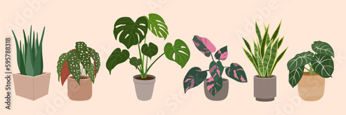 Set of home plants in flowerpots. Houseplants for modern home decoration. Hand drawn vector illustration isolated on light background, flat cartoon style.