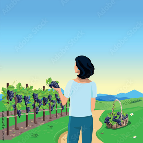 Beautiful woman picking bunches of grapes in a basket in a vineyard. View from the back. Grape harvest and winemaking. vector illustration.
