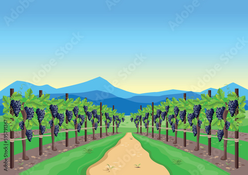 Vineyard with ripe grapes in the background of the valley, mountains and blue sky. Grape harvest and winemaking. Harvest celebration. Vector illustration.