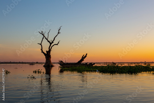 Tree reflecting in taung tha man lake near u-bein bridge at sunset  amarapura  mandalay  myanmar  burma   asia