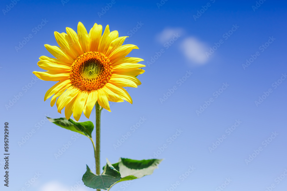 Summer background, bright yellow sunflower over blue sky Summer background, bright yellow sunflower over blue sky