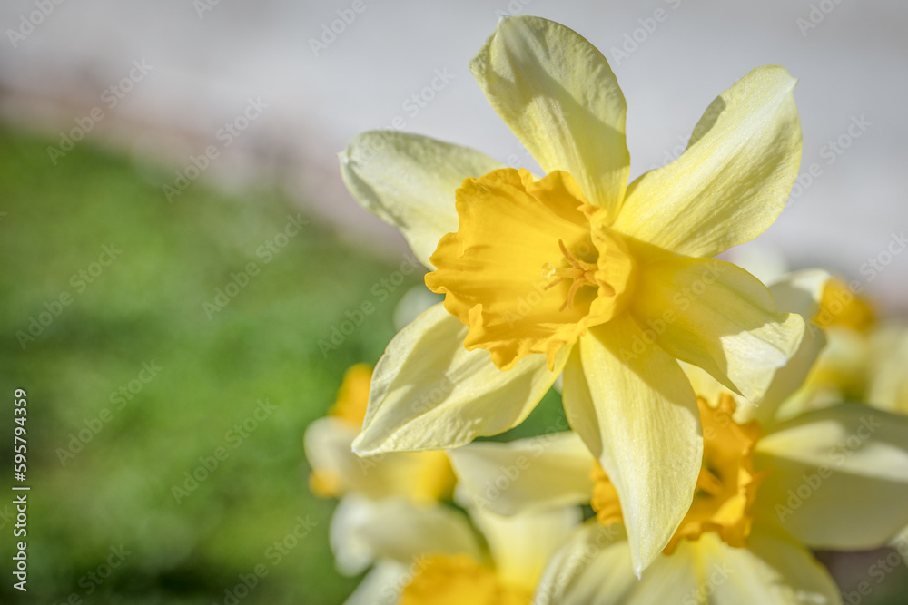 Growing flowers. Yellow daffodil flower close-up, sunny day