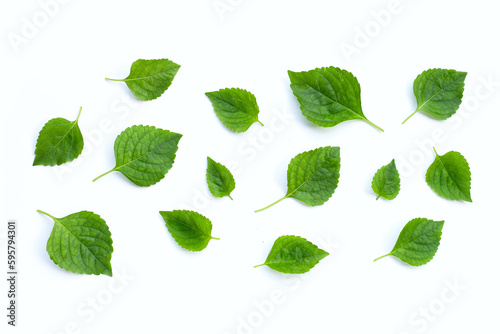 Tree Basil leaves (Ocimum gratissimum) on white background.