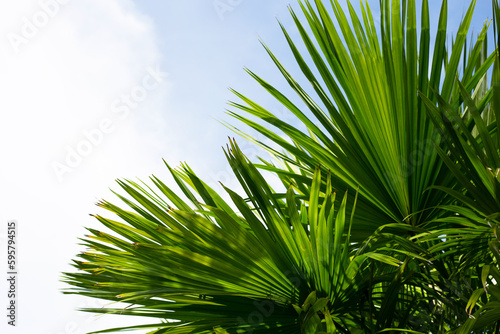 Palm tree with blue sky