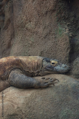 Komodo dragon laying on a rock