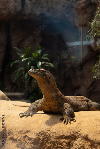 Fototapeta Naklejka Na Ścianę i Meble -  Komodo dragon sunbathing
