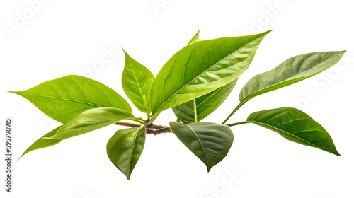 green leaf png. Generative Ai
