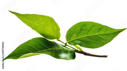 green leaf png. Generative Ai