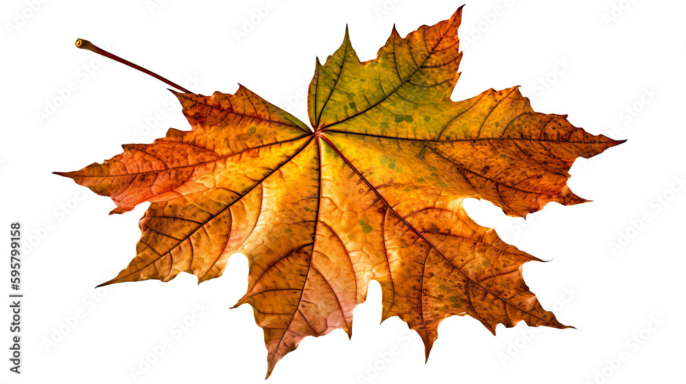 Obraz premium autumn leaves on transparent background png. Generative Ai
