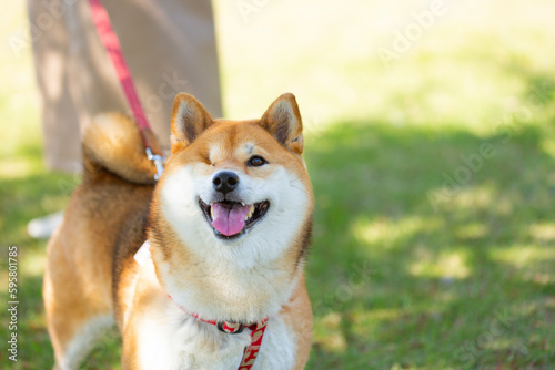 公園を散歩する右目のない柴犬