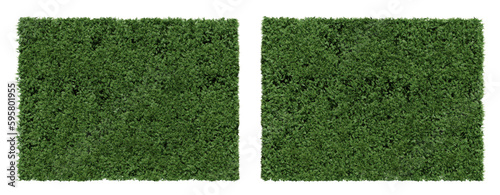 tree hedge thuja